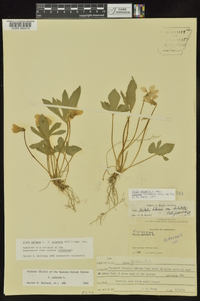 Viola palmata image