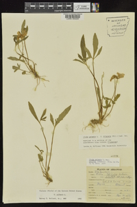 Viola palmata image