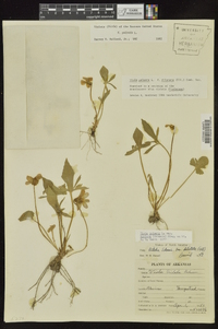 Viola palmata image