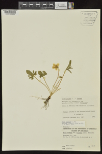 Viola palmata image