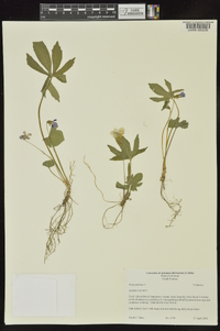 Viola palmata image