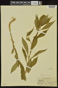 Cubelium concolor image