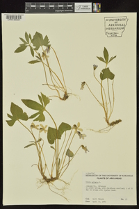 Viola palmata image