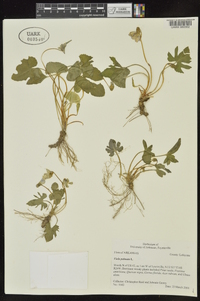 Viola palmata image