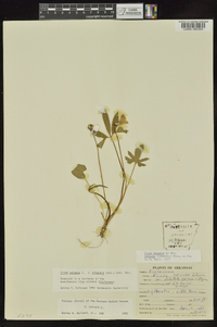 Viola palmata image