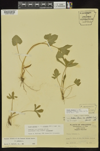 Viola palmata image