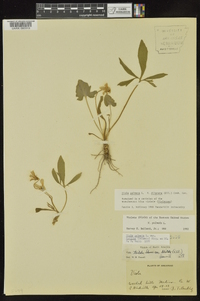 Viola palmata image