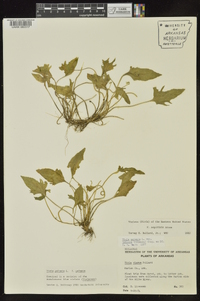 Viola palmata image