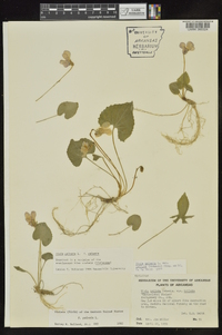 Viola palmata image