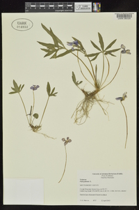 Viola palmata image