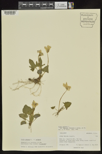 Viola palmata image