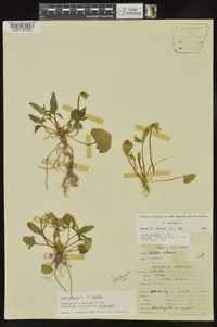 Viola palmata image