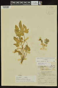 Viola palmata image