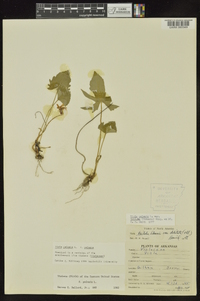 Viola palmata image