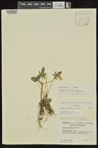 Viola palmata image