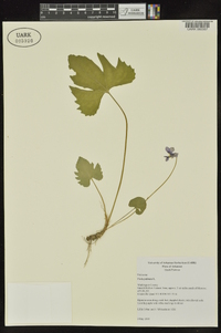 Viola palmata image