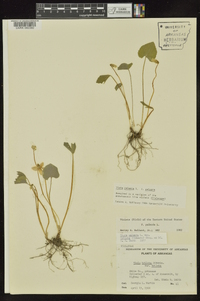 Viola palmata image