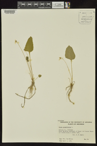 Viola primulifolia image