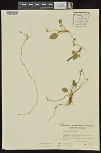 Viola primulifolia image