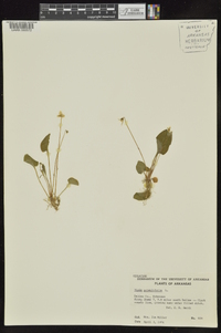 Viola primulifolia image