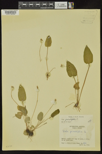 Viola primulifolia image