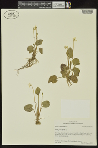 Viola primulifolia image