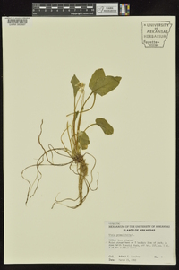 Viola primulifolia image