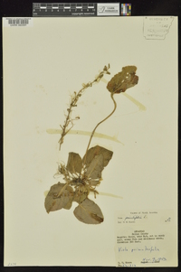 Viola primulifolia image