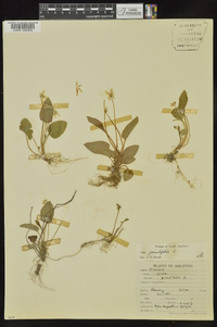 Viola primulifolia image