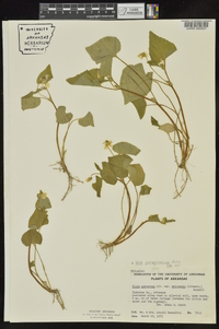 Viola pensylvanica image