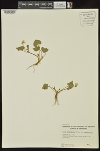 Viola pensylvanica image