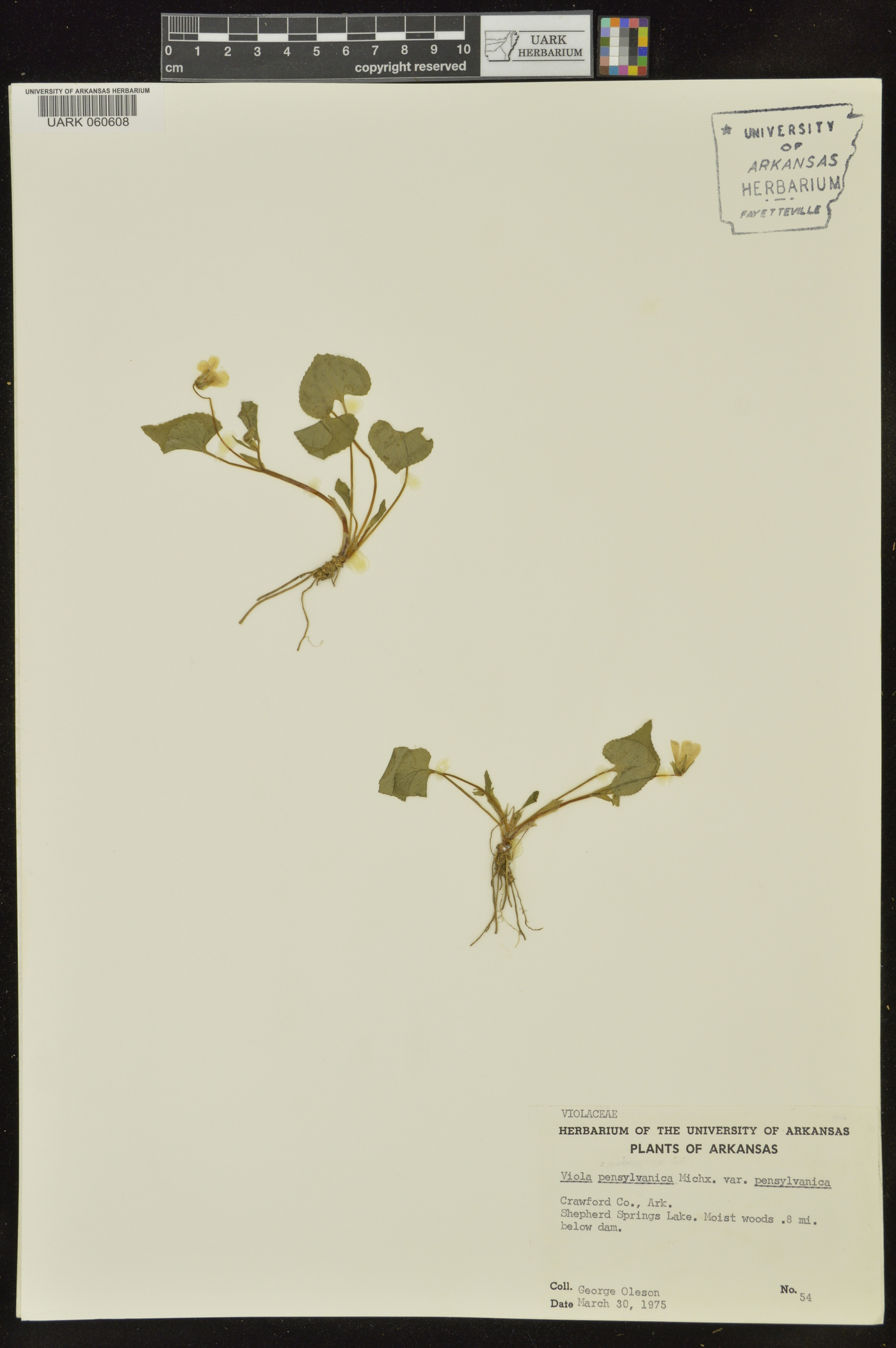 Viola pensylvanica var. pensylvanica image