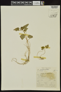 Viola pensylvanica image