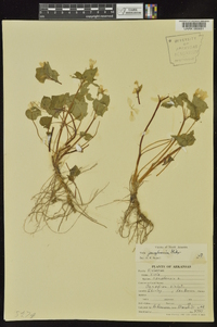 Viola pensylvanica image