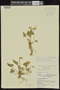 Viola missouriensis image