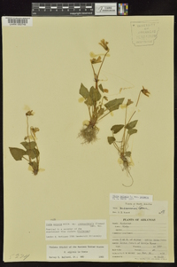 Viola missouriensis image