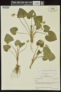 Viola sororia var. sororia image