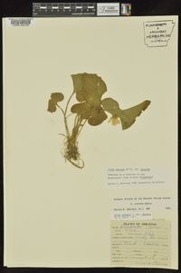 Viola sororia var. sororia image