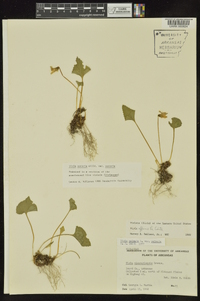 Viola sororia var. sororia image