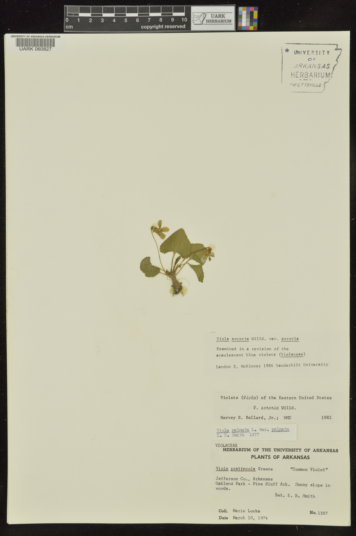 Viola sororia var. sororia image