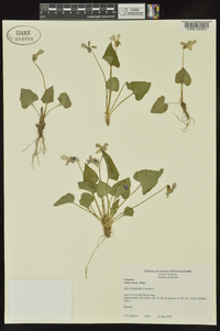 Viola sororia var. sororia image