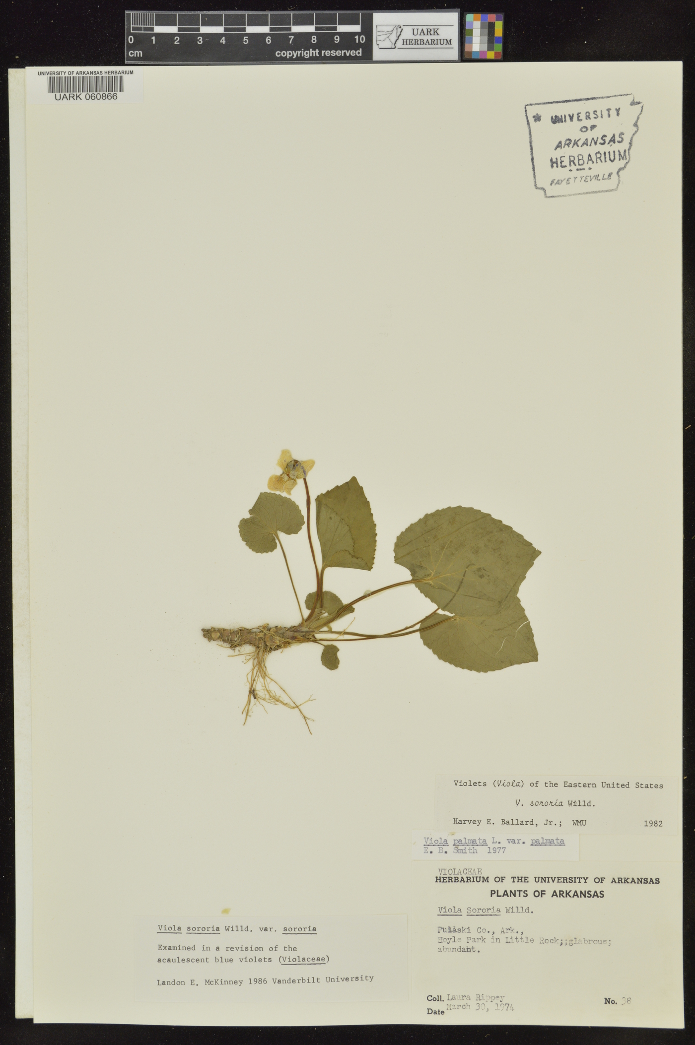 Viola sororia var. sororia image