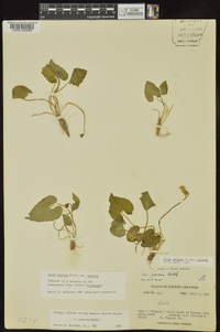 Viola sororia var. sororia image