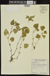 Viola striata image