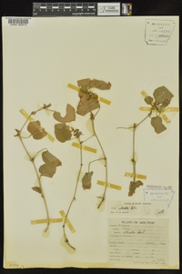 Viola striata image