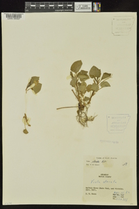 Viola striata image