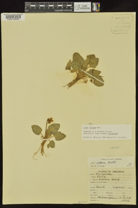 Viola villosa image