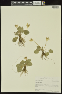 Viola villosa image