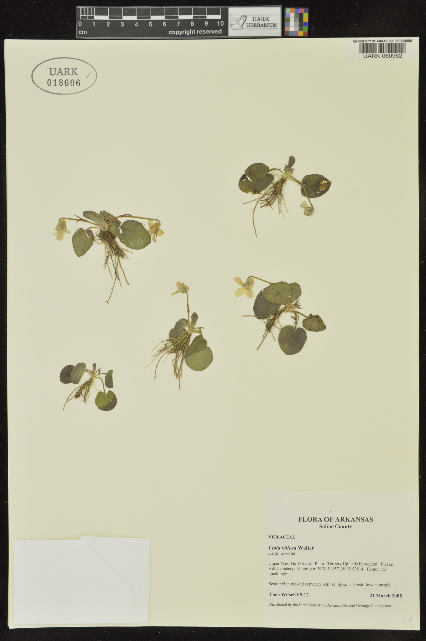 Viola villosa image