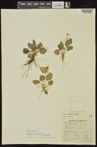 Viola villosa image